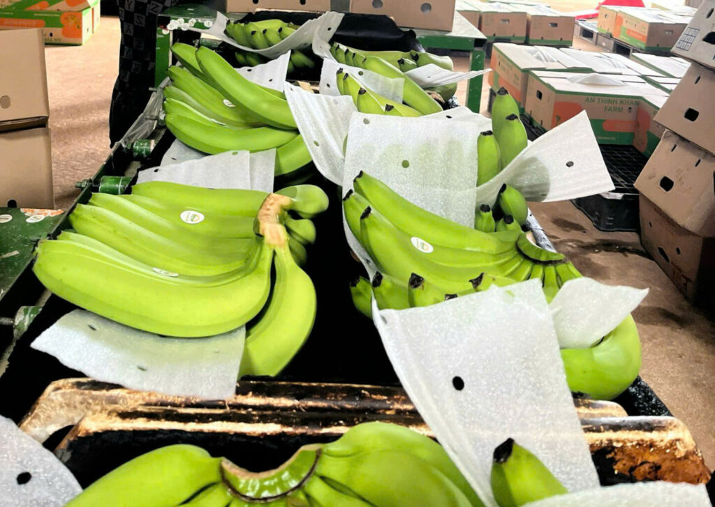 Nutritional Information of Different Types of Bananas