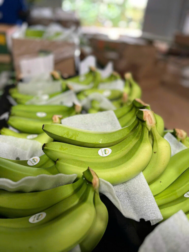 Soil Characteristics of the Central Highlands Supporting Future Agricultural Growth